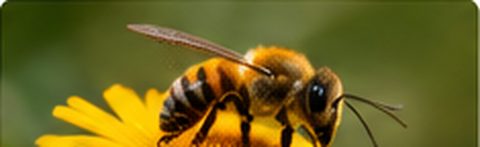 Bee on a yellow flower