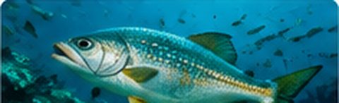 Fish swimming underwater